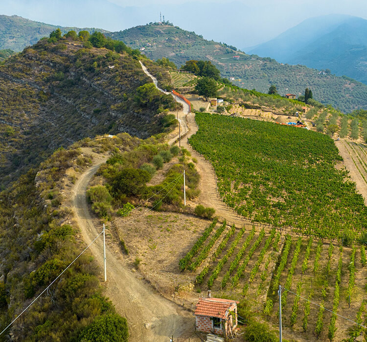 Arcagna