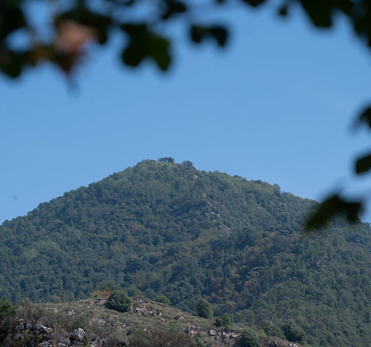 Monte caggio