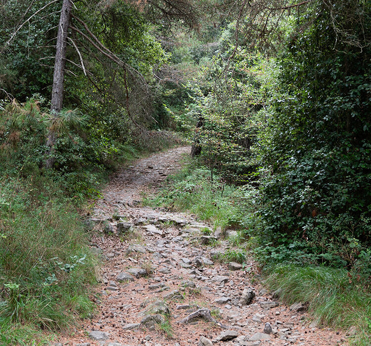 Monte caggio