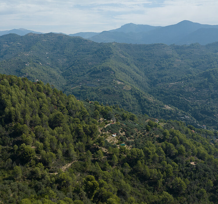Monte curto